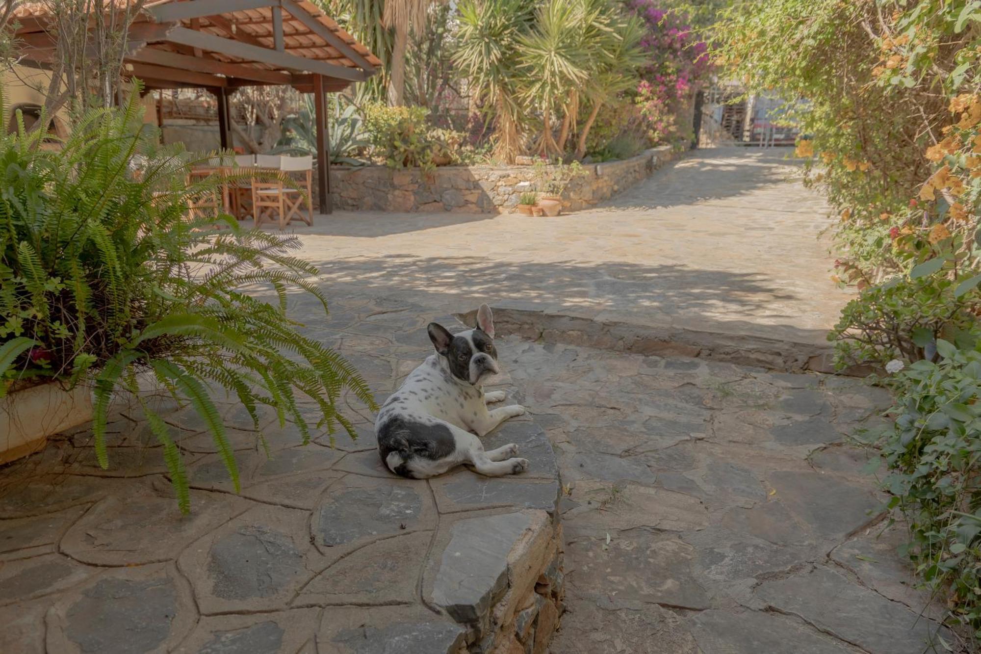 Private Pet Friendly Villa Ágios Nikolaos Exterior foto